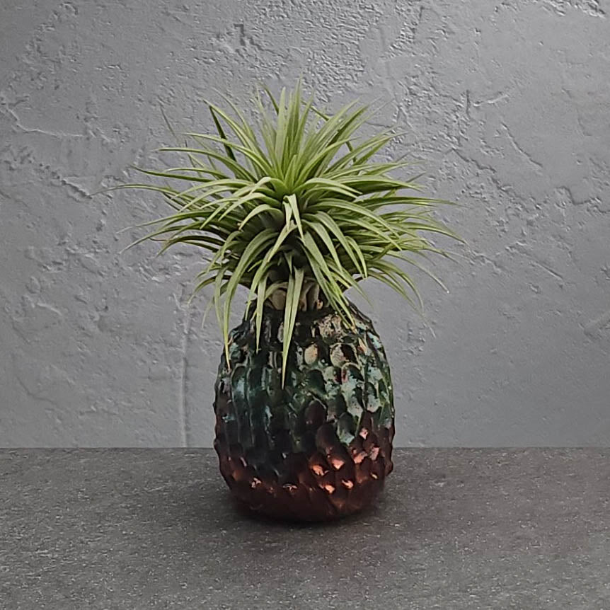Air Plant Holder