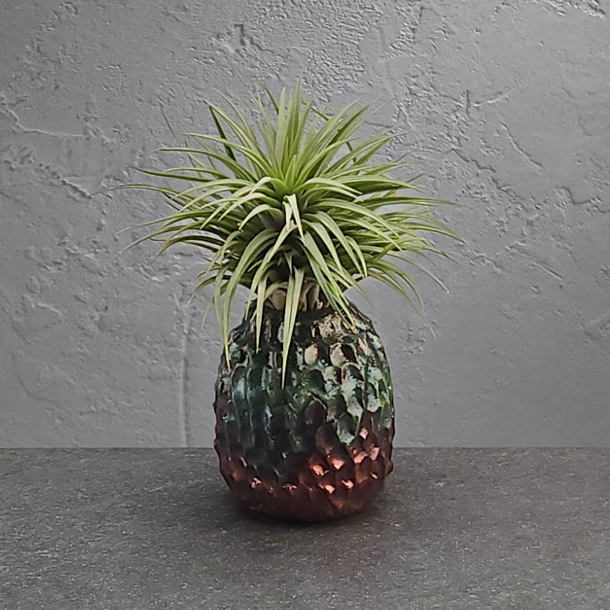 Air Plant Holder