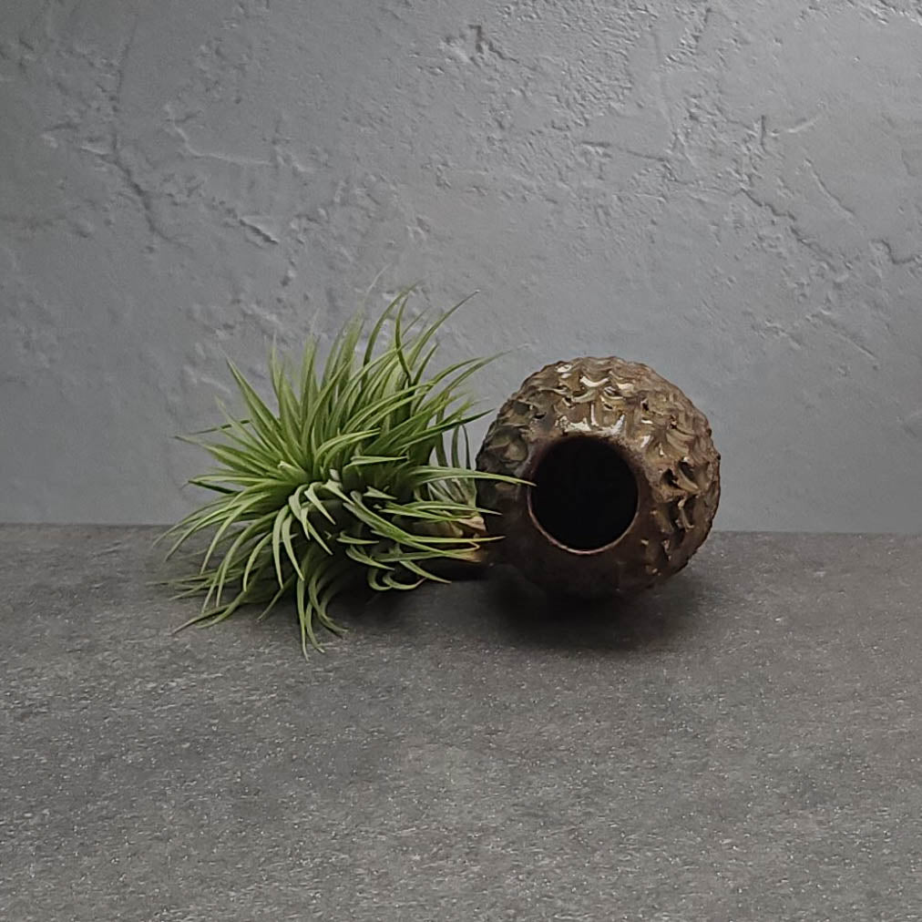 Air Plant Holder