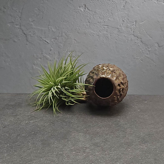 Air Plant Holder