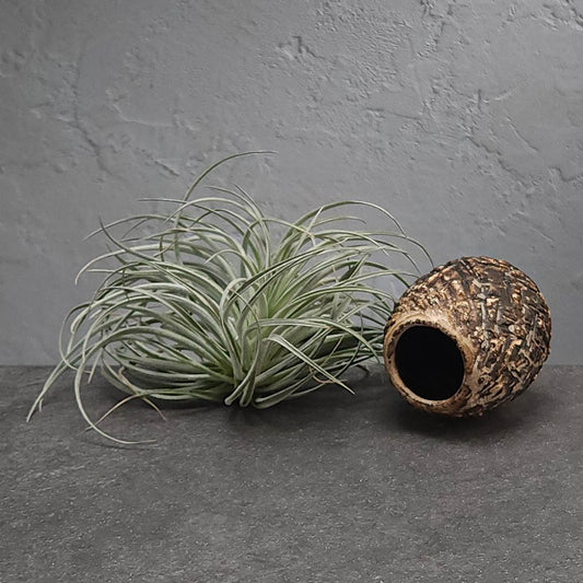 Air Plant Holder