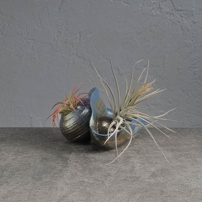 Air Plant Holder