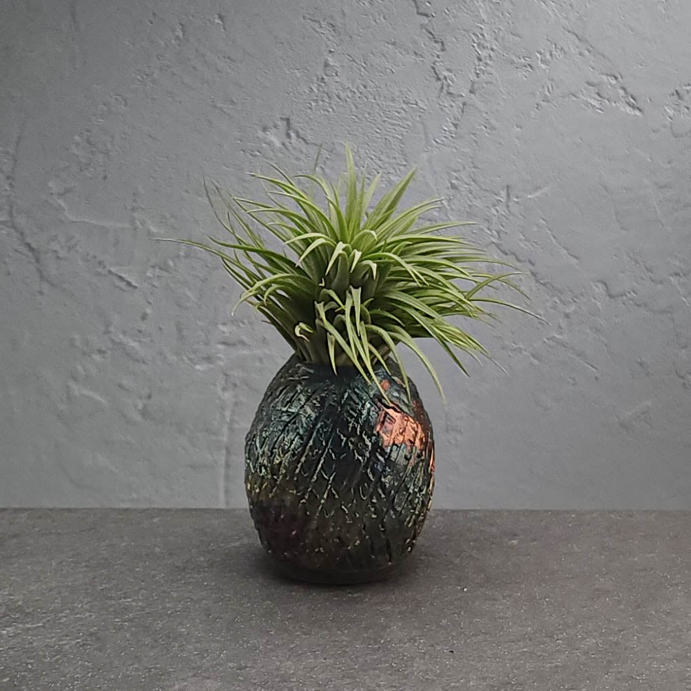 Air Plant Holder