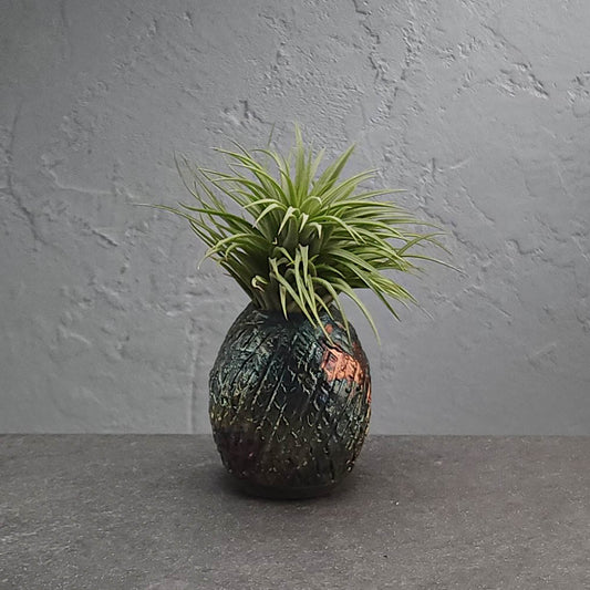 Air Plant Holder