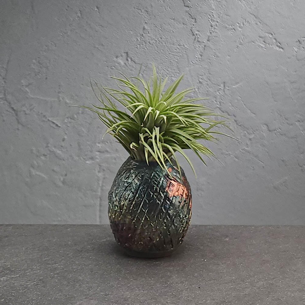 Air Plant Holder