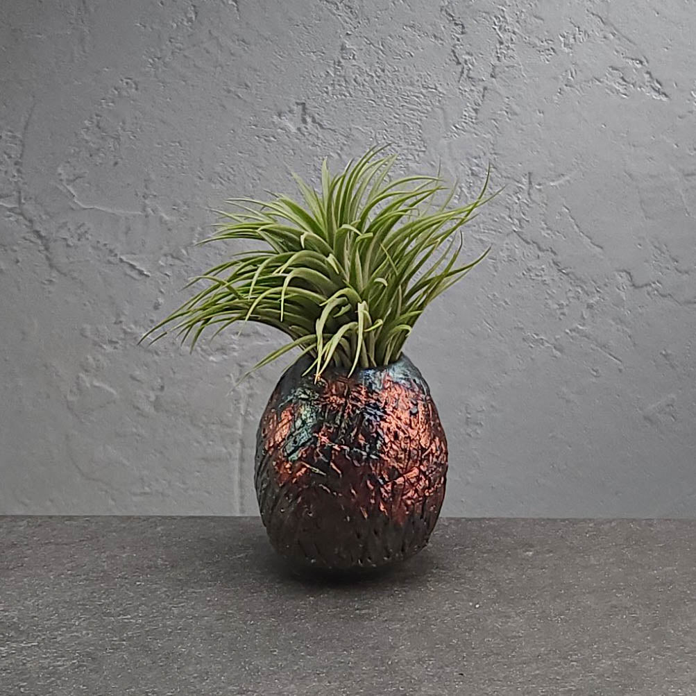Air Plant Holder