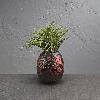 Air Plant Holder