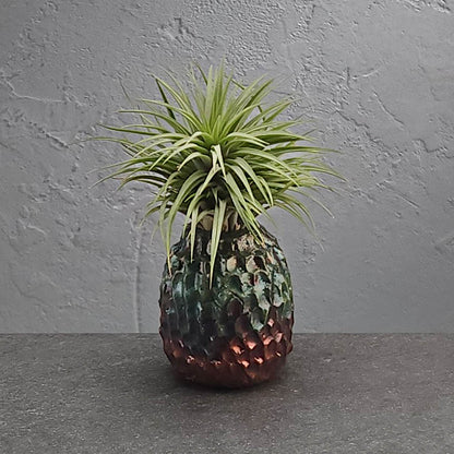 Air Plant Holder