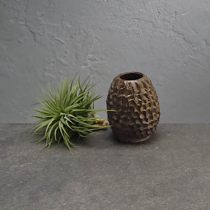 Air Plant Holder