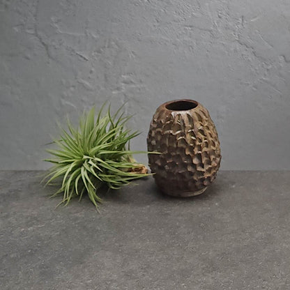 Air Plant Holder