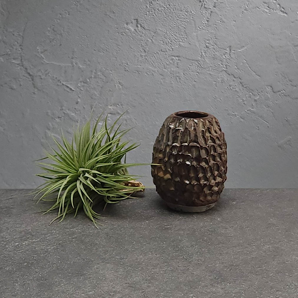 Air Plant Holder