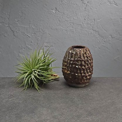 Air Plant Holder