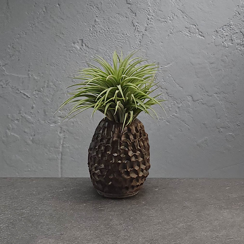 Air Plant Holder