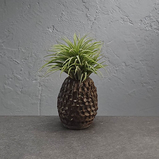 Air Plant Holder