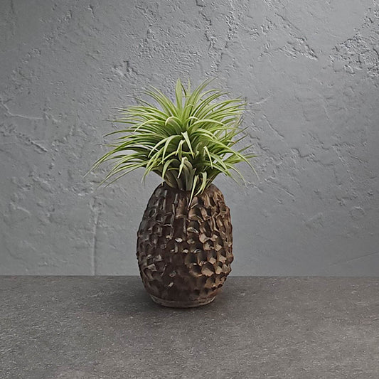 Air Plant Holder