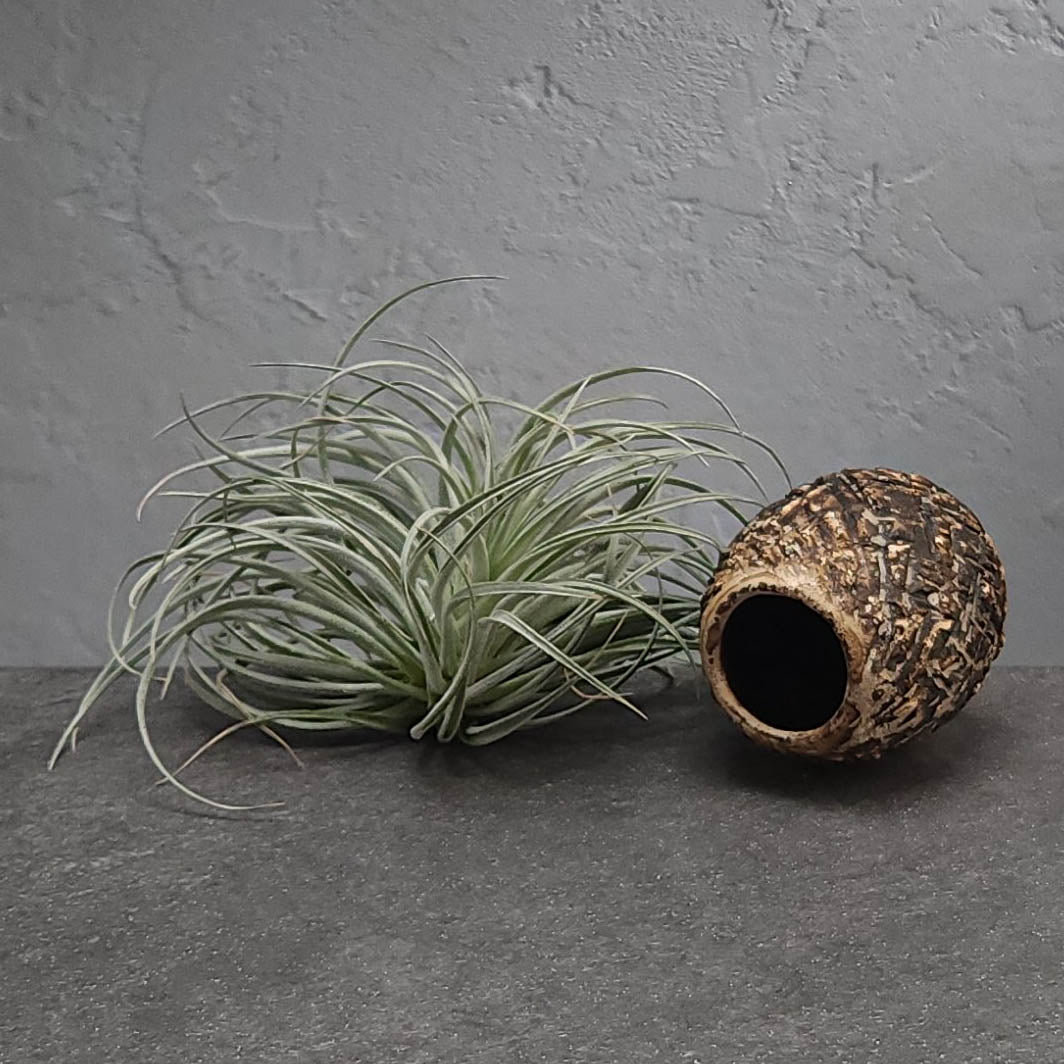 Air Plant Holder
