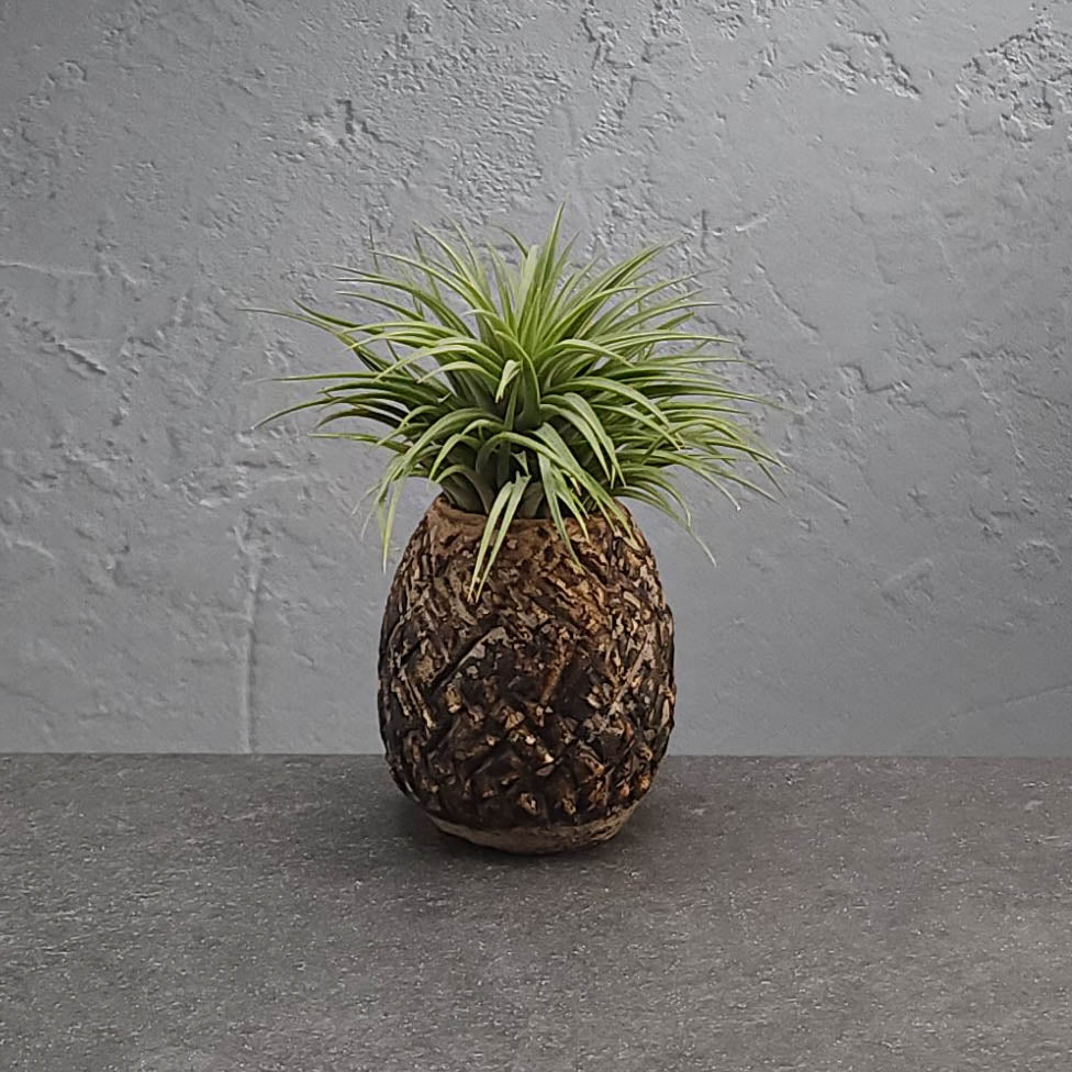 Air Plant Holder
