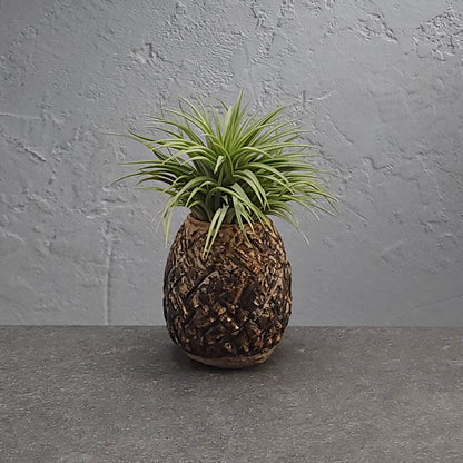 Air Plant Holder