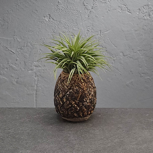 Air Plant Holder