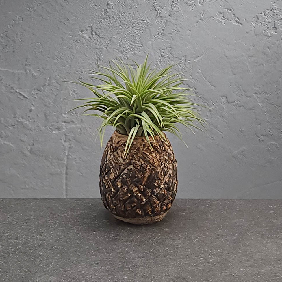 Air Plant Holder