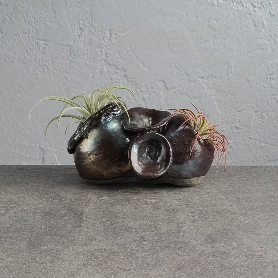 Air Plant Holder – Terracotta Republic