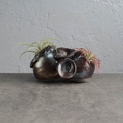 Air Plant Holder