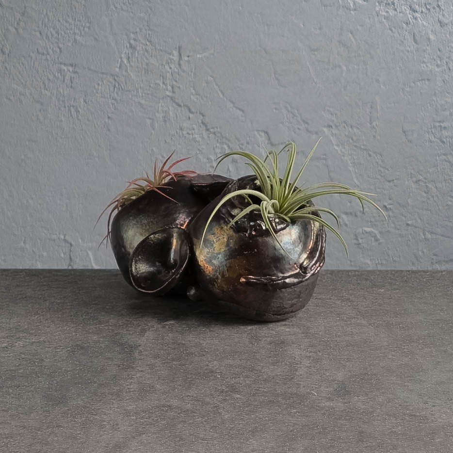 Air Plant Holder