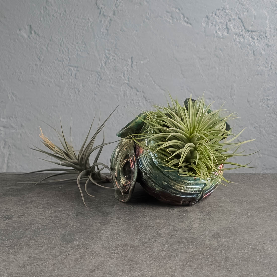 Air Plant Holder