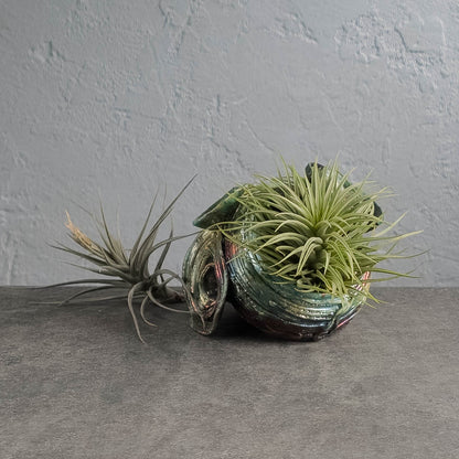 Air Plant Holder
