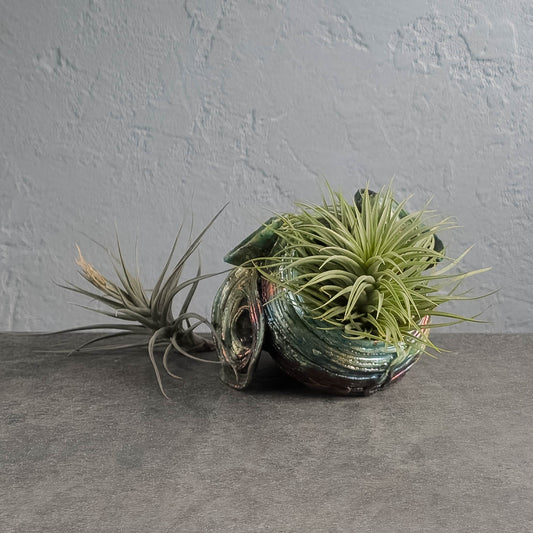 Air Plant Holder