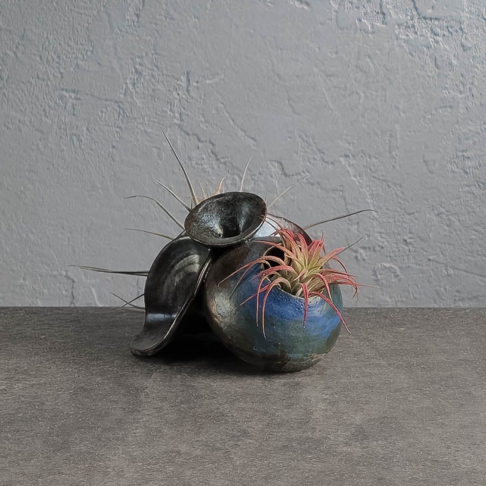 Air Plant Holder