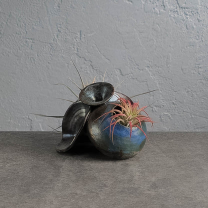 Air Plant Holder