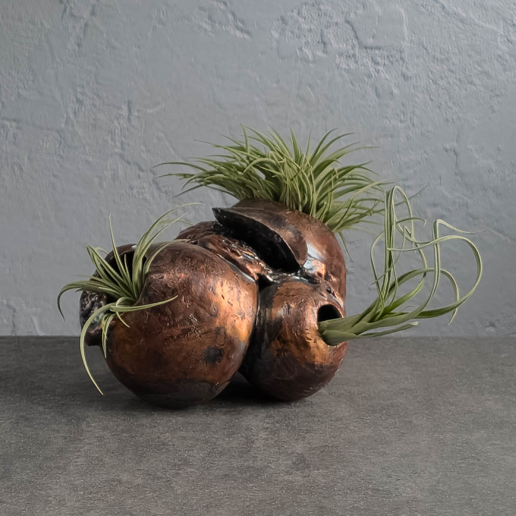 metal air plant holder Air Plant Holder