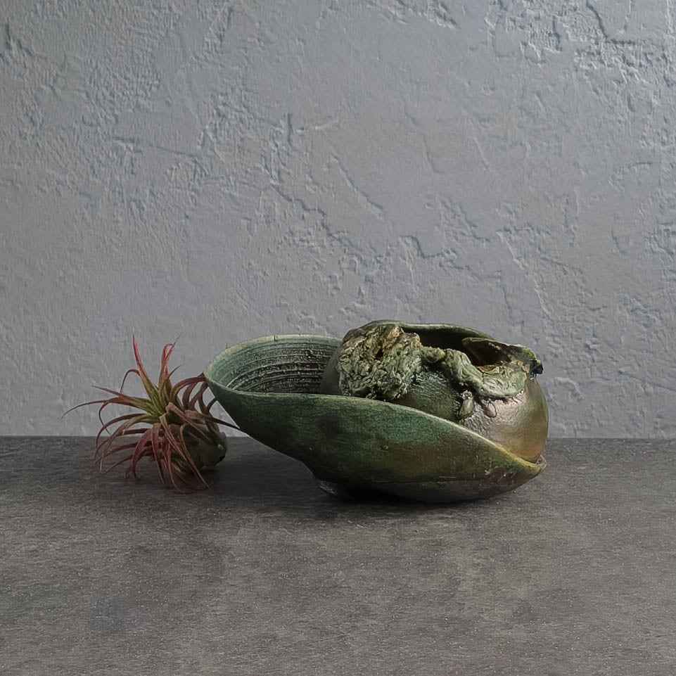 Air Plant Holder