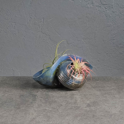Air Plant Holder