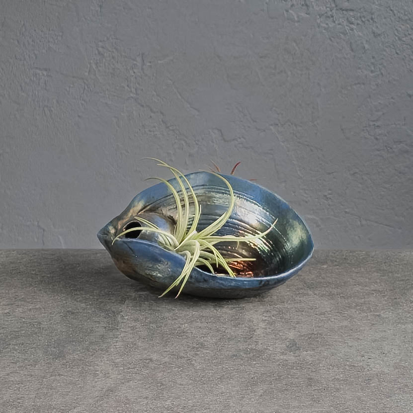 Air Plant Holder
