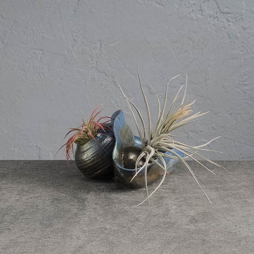 Air Plant Holder
