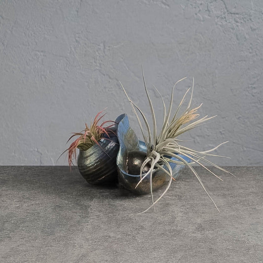Air Plant Holder