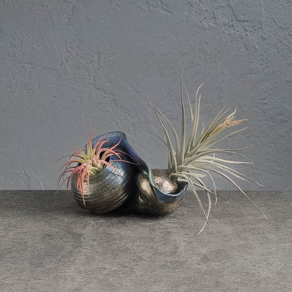 Air Plant Holder